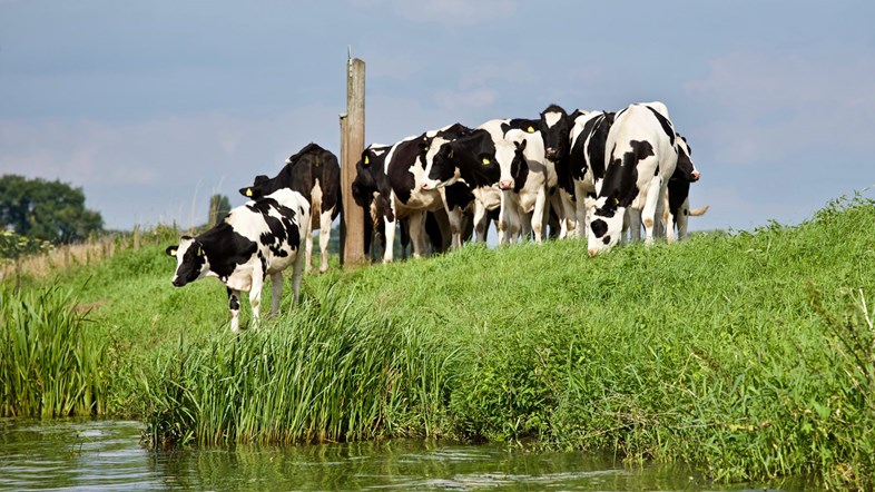 Koetjes-op-het-land